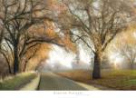 Gentle Morning by Dianne Poinski